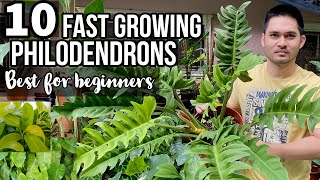 TOP 10 FAST GROWING PHILODENDRONS FOR BEGINNERS  EASY TO CARE PHILODENDRONS  PHILODENDRONS [upl. by Ailicec]