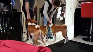 Basenjis and visitors  do you need to be worried [upl. by Valoniah]