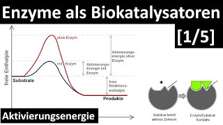 Enzyme sind Biokatalysatoren  Einführung Enzyme  Aktivierungsenergie 15  Biologie Oberstufe [upl. by Traver628]