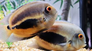 Uaru cichlid growth rate and water change [upl. by Kristina]