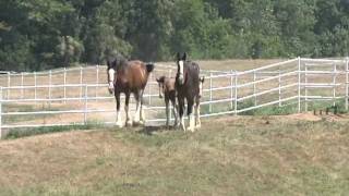 AnheuserBusch Clydesdales at Warm Springs Ranch [upl. by Kristy40]