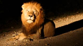 Night Lion Roar at Tintswalo in Kruger National Park South Africa [upl. by Adelaida456]