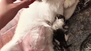 A Touching MomentThe Dog Nursed and Comforted The Abandoned Newborn Kitten [upl. by Ddot]