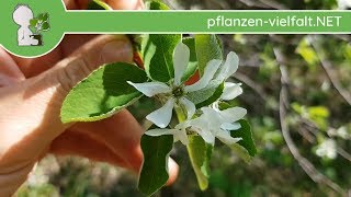 Gewöhnliche Felsenbirne  Blüten  160418 Amelanchier ovalis  BaumStrauchBestimmung [upl. by Kaasi698]