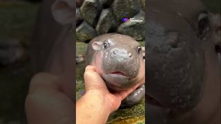 Moo Deng Thailands Adorable Baby Pygmy Hippo moodeng babyhippo thailand pygmyhippo pov [upl. by Chatav]