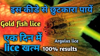 How to remove gold fish lice Argulusमछली के कीडे से कैसे छुटकारा पायें। [upl. by Lledniw727]