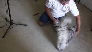 How to Remove Cat Fur Mats [upl. by Nylazor]