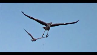 What is THAT Very Unusual Visitor to Balcony Airspace  Seagulls not happy  Balcony Bird Table [upl. by Clower]