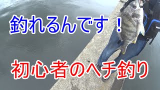 初めてのヘチ釣りでチヌを釣る「初心者、黒鯛」 [upl. by Rist]