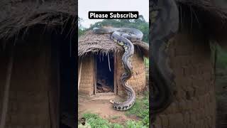 snake animals cobra nature anaconda youtubeshorts experiment facts factsinhindi [upl. by Bren]