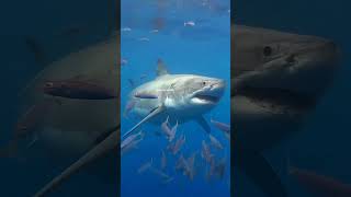 Why Sharks Never Attack Scuba Divers  shorts [upl. by Changaris114]