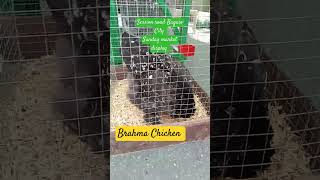 Brahma chicken display session road Baguio City naturelovers baguiocity trending agriculture [upl. by Sitnerp]