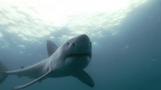 Great White Shark Bites Camera [upl. by Nahgeem]