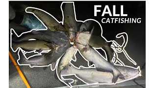 Fall Catfishing Using Shad [upl. by Vokay]