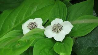 Dwarf Dogwood  Bunchberry Flowers Cornus canadensis [upl. by Zela]