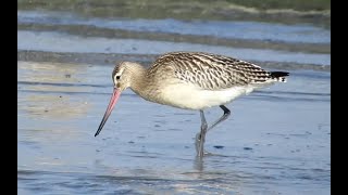 Břehouš rudý Bartailed godwit Pfuhlschnepfe Rosse grutto Barge rousse Szlamnik zwyczajny [upl. by Gusta]