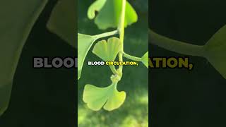 🌿Ginkgo Biloba Health Benefits 🌿2024🌿 healthandwellness facts herbalhelp [upl. by Meelas376]