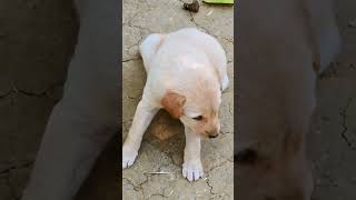 Dog 🐶🐕 pappy awow facts aww funny animals comedy shorts shortvideo [upl. by Ykcim372]