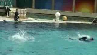 Spectacle dauphins  Marineland Antibes [upl. by Noruq236]