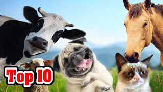 Top 10 Domesticated Animals and Their Origins [upl. by Dazhahs]