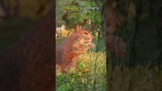 Squirrels FORGET Where They Bury Nuts🐿️🐿️animals animalfacts shorts [upl. by Yzeerb]