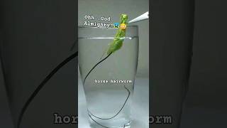 Parasitic worm extraction inside of praying mantis shorts infestation animals wildlife insects [upl. by Acinahs]