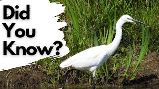 Things you should know about LITTLE EGRETS [upl. by Chon]