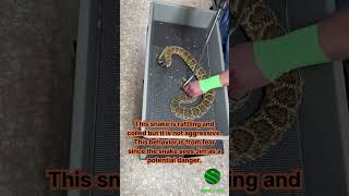 Why do rattlesnakes rattle kyreptilezoo reptiles snakes venomous venomoussnakes [upl. by Olney]