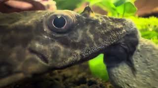 CLOSE UP  Plecostomus Enjoying a Fluval Bug Bites Algae Crisp  Aquarium Videos  October 8 2024 [upl. by Liddy]