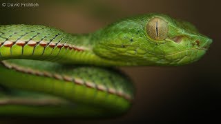 Juvenile Vogels Pit Viper  Herping Vietnam [upl. by Ahseinet570]