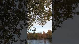 Autumn leaves by the river Steinkjer Norway 🍂🍁 norwegiannature [upl. by Sesylu563]