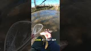 These little brown trout are a blast [upl. by Ytsirt]