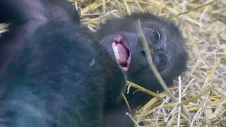 Gorilla Sister Nala Takes Baby Makongo in Front of Dalila 😱 [upl. by Amelie]