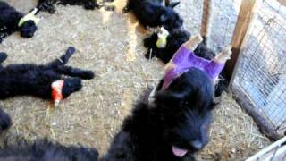 Skansen Kennel Giant Schnauzer 4 [upl. by Sassan]