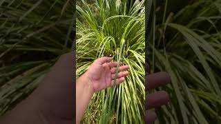 CAPIM DOS PAMPAS  Cortaderia selloana  Habitat Brasileiro plantas capim habitatbrasileiro [upl. by Yanahc591]