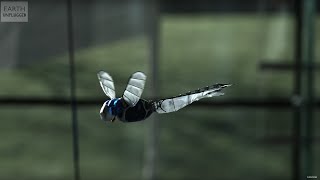 INCREDIBLE Robot Dragonfly  BBC Earth Explore [upl. by Bastien]