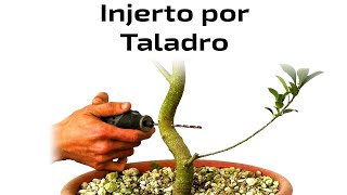 Injerto por Taladro  Tipos de Injerto Nº2 [upl. by Dang]