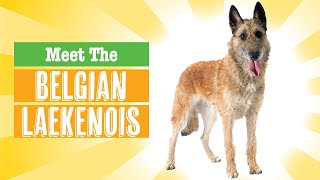 Belgian Laekenois Dog Breed [upl. by Oiludbo]