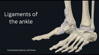 Ankle Ligaments [upl. by Strander42]