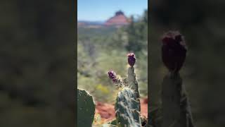 Prickly pear cactus Sedona in September 2022 [upl. by Soni]