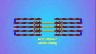 4 ActinMyosin Crosslinking [upl. by Latnahc256]