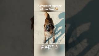 A Dog’s First Snow and the Stranger Who Changed Everything 🐕shorts recap thecallofthewild [upl. by Martella903]