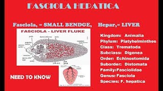 Fasciola Hepatica liver fluke completes notes with full discussion [upl. by Kataway]