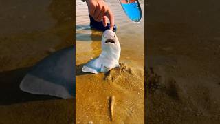 This boy saved the life of the Fish 😱 shorts sea fish life shortvideo [upl. by Boone664]