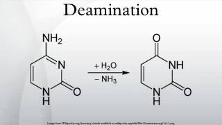 Deamination [upl. by Latnahs]