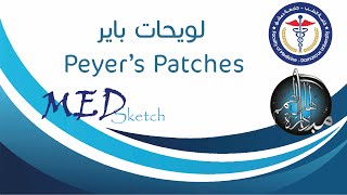 لويحات باير Peyer’s Patches  جامعة دمشق كلية الطب البشري [upl. by Fablan]