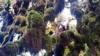 vlog121 Mtkalumotan part 3the avatar mossy Forest of Maragusan2240 Masl [upl. by Cann]