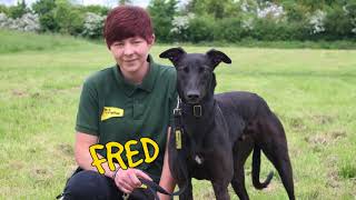 Dogs Trust Harefield Sighthound Walk [upl. by Enimasaj]