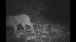 Avistamiento de puma en Reserva Biológica Huilo Huilo [upl. by Massiw941]