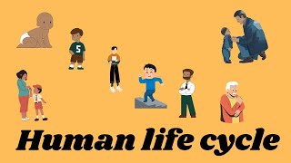 Human Life Cycle Human Life Cycle English Human Life Cycle Videoonlytamil26 learning [upl. by Blanding]